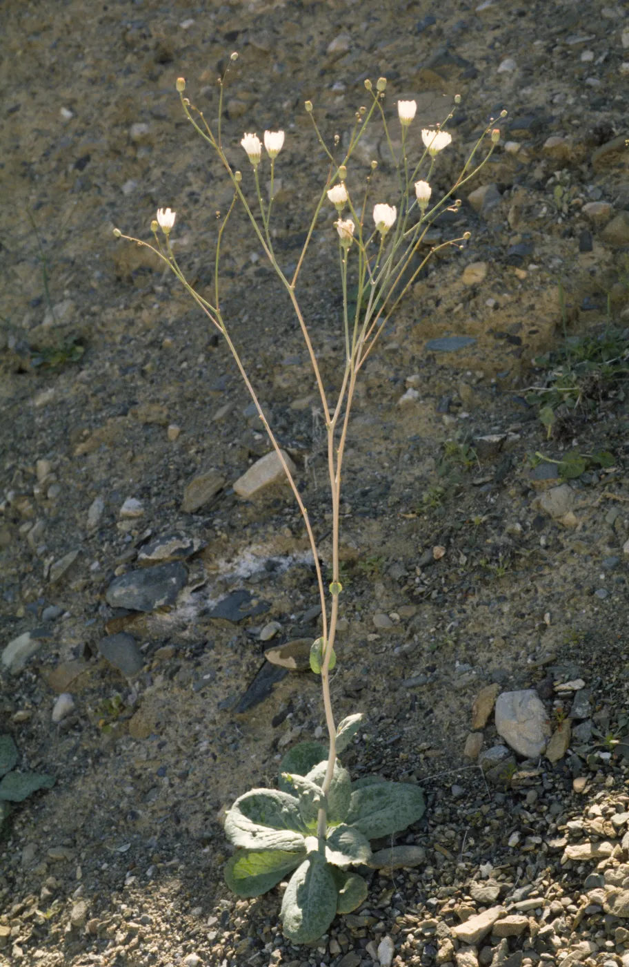 Atrichoseris platyphylla