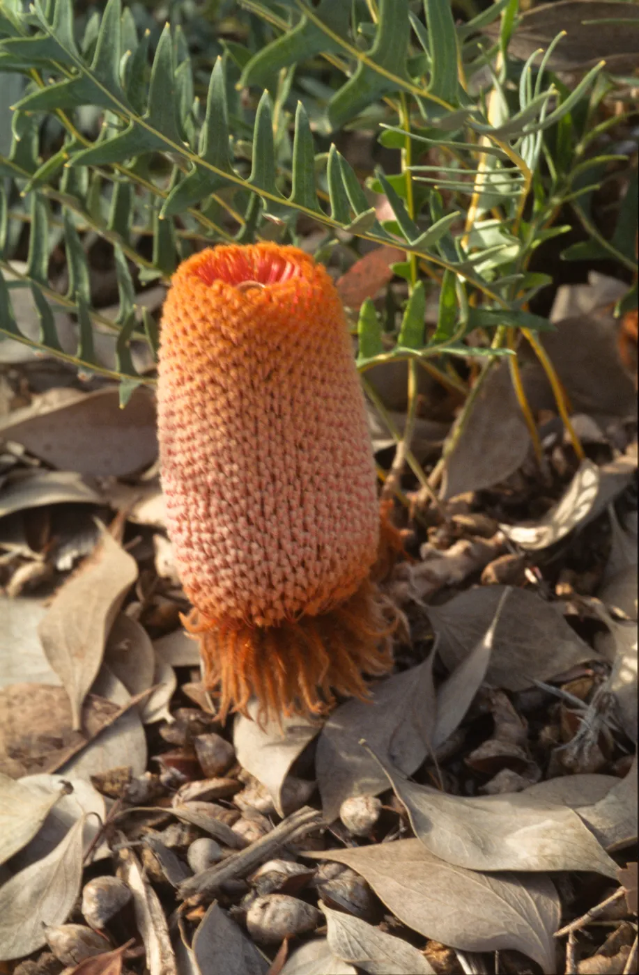 Banksia