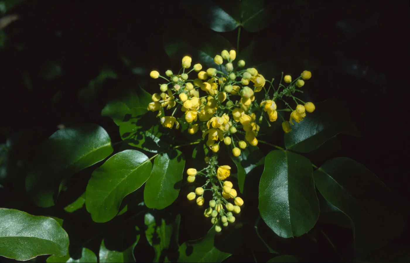 Berberis pinnata ssp. insularis