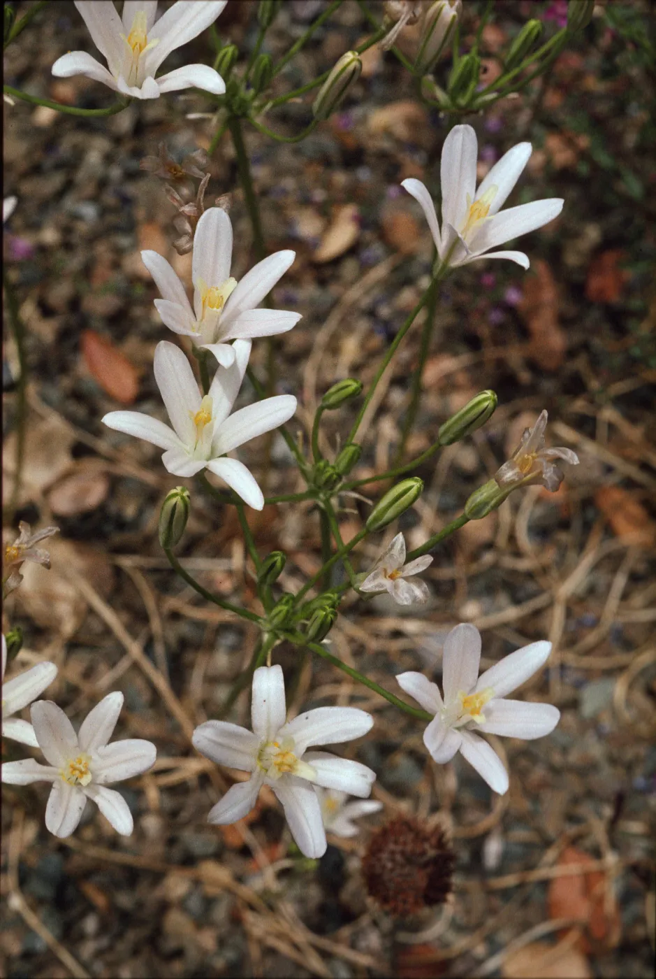 Brodiaea californica