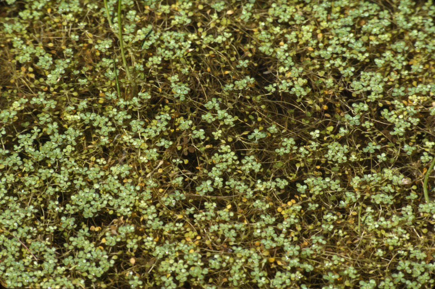 Callitriche
