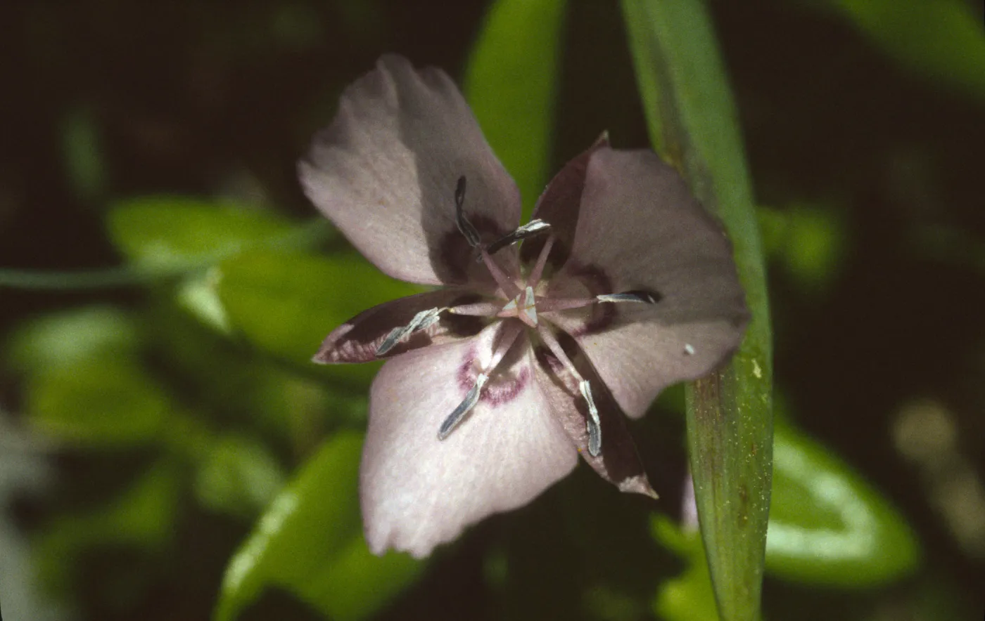 Calochortus nudus