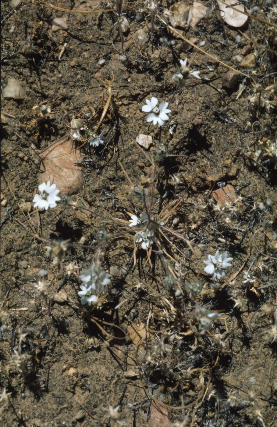 Calycadenia villosa