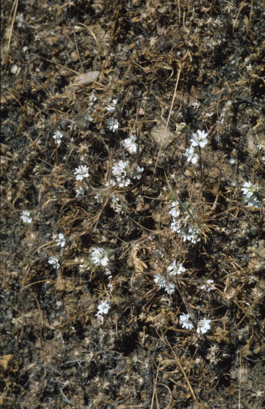 Calycadenia villosa