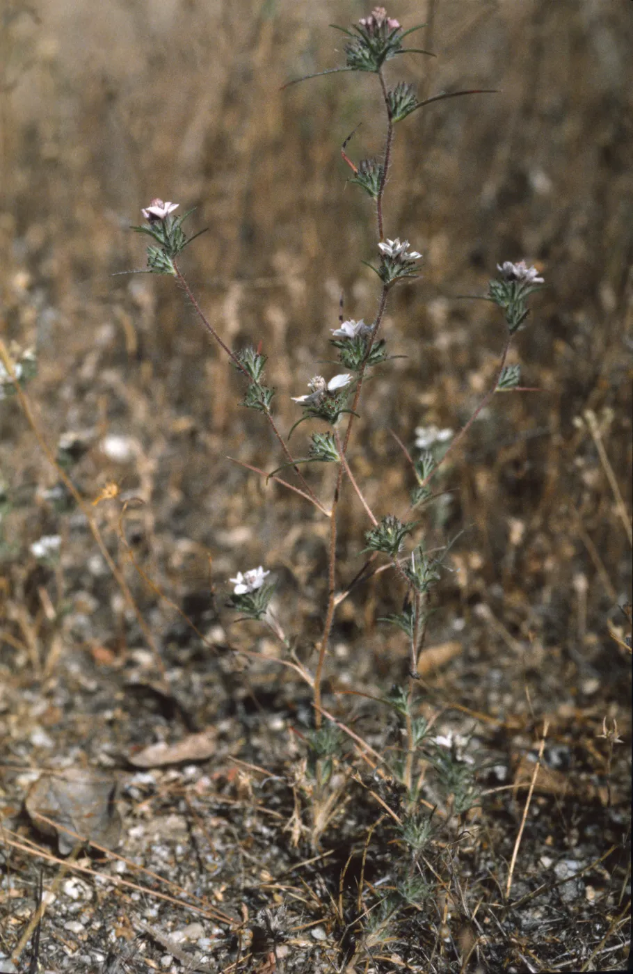 Calycadenia villosa