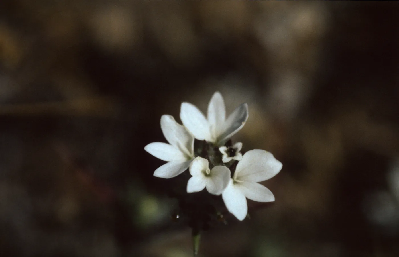 Calycadenia villosa