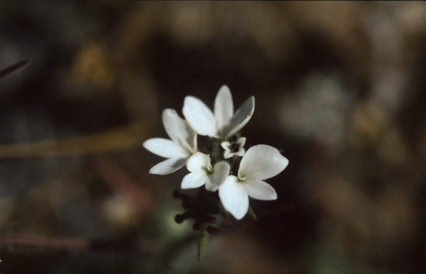 Calycadenia villosa