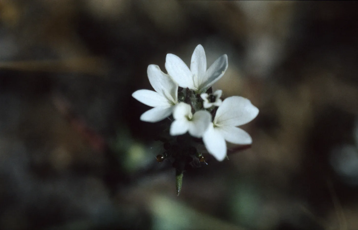 Calycadenia villosa