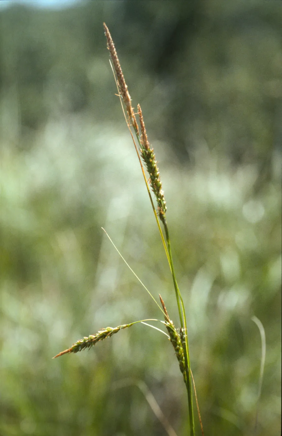 Carex obispoensis