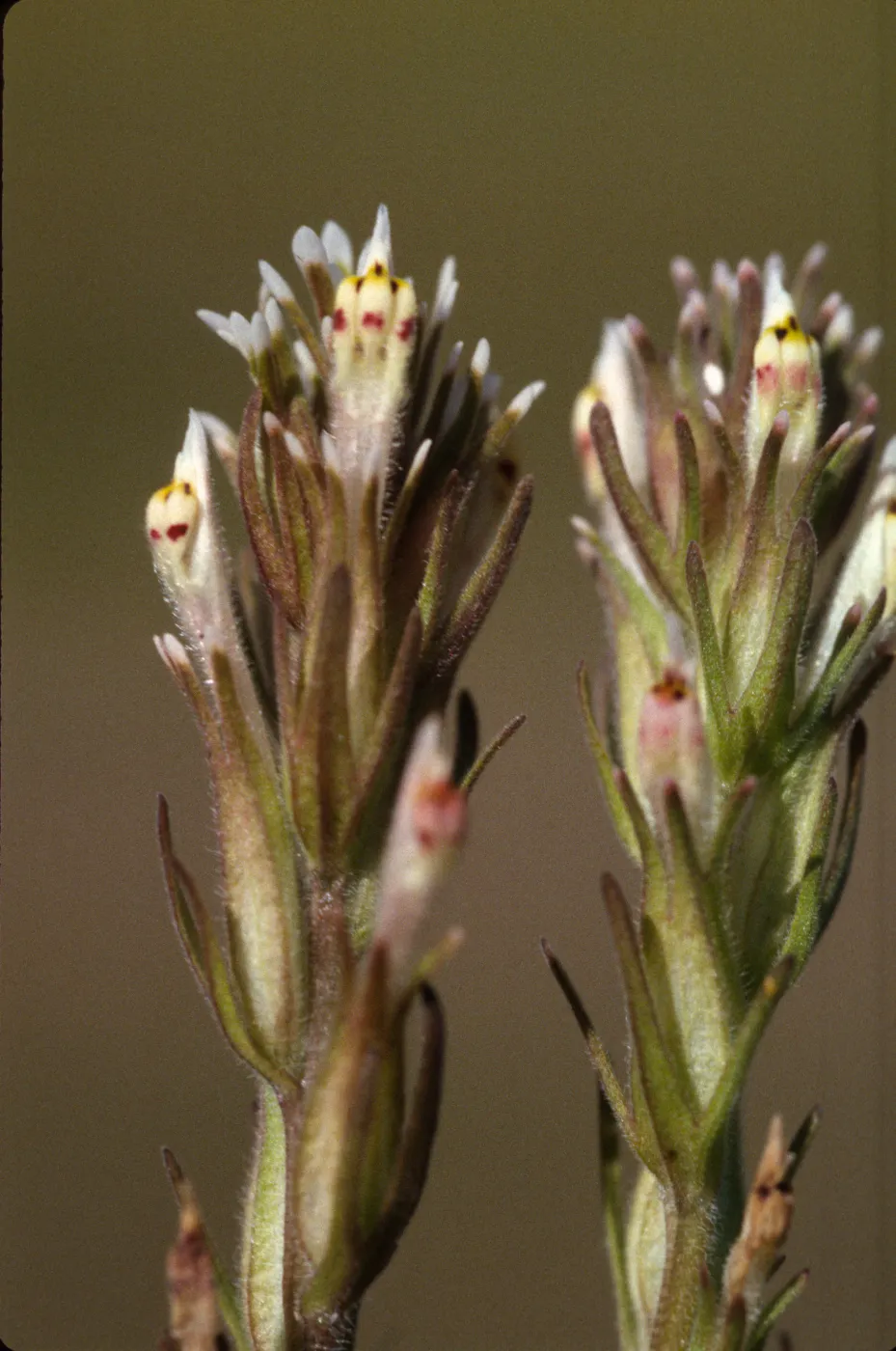 Castilleja attenuata