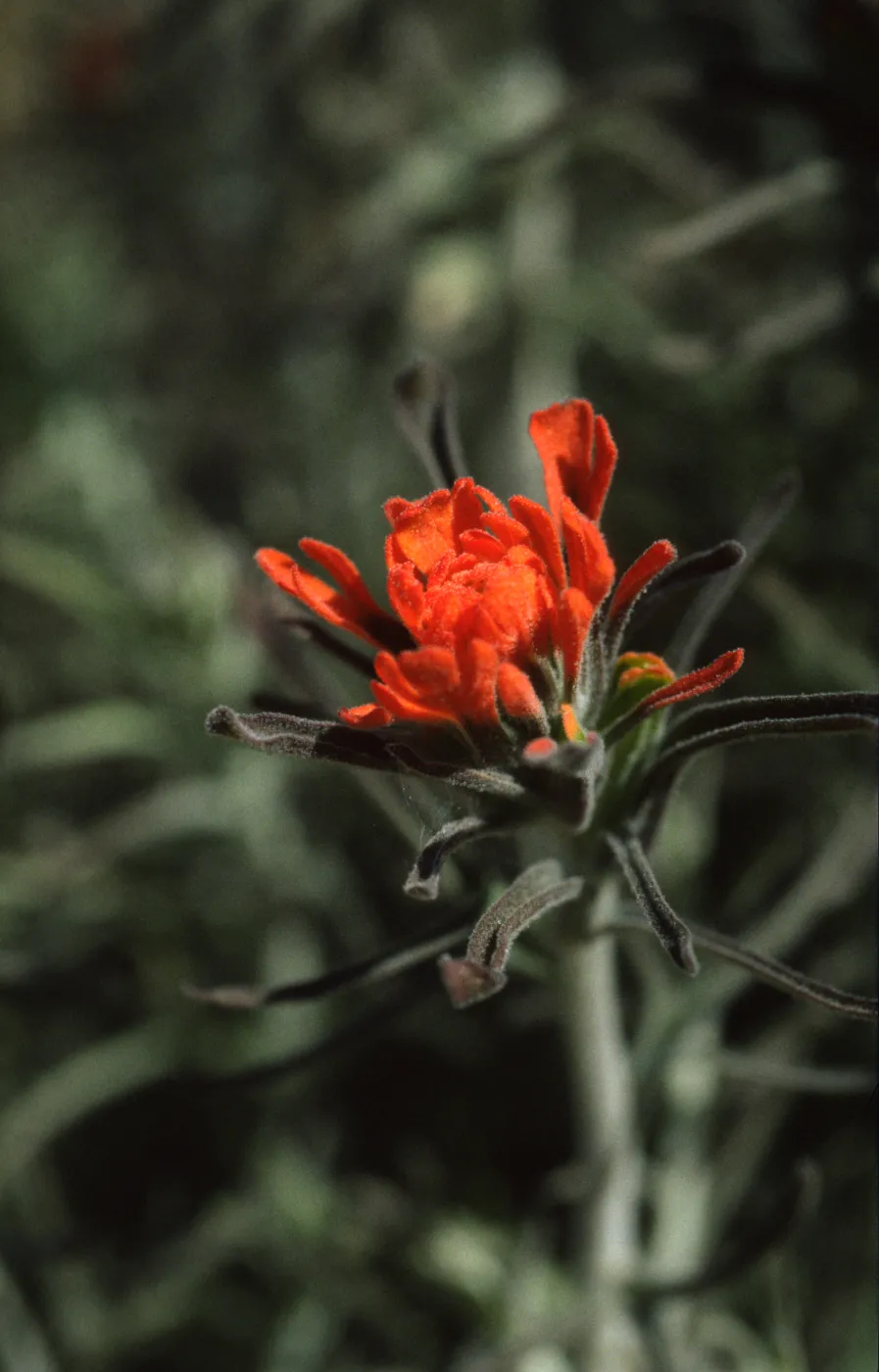 Castilleja foliolosa