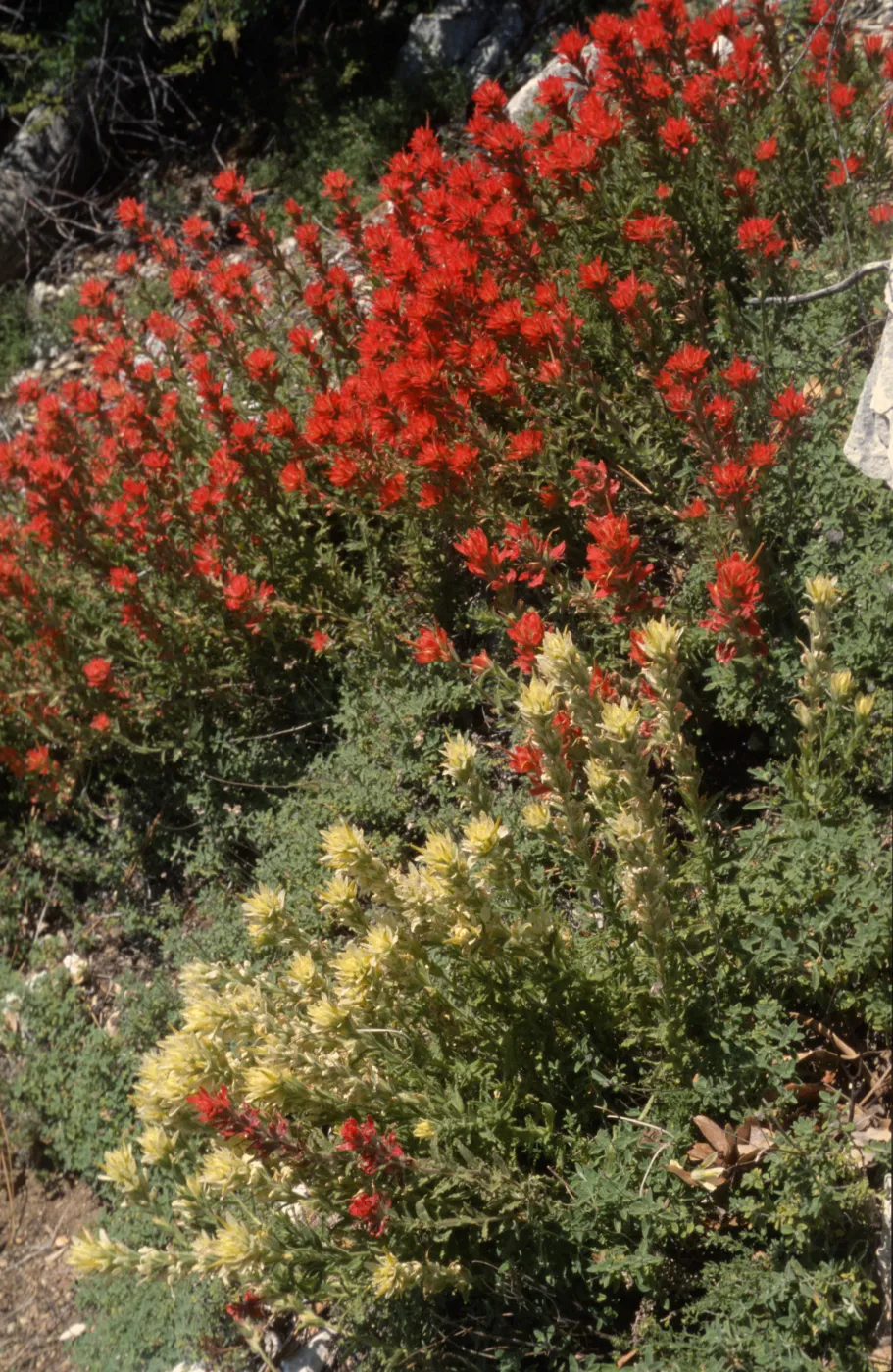 Castilleja martinii