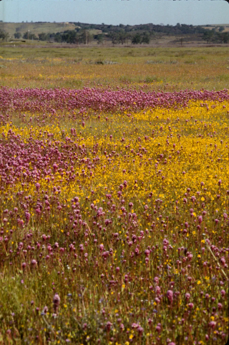 Castilleja, Lasthenia