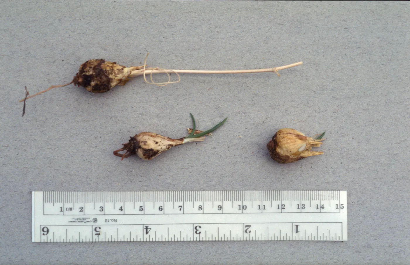 Chlorogalum purpureum bulbs