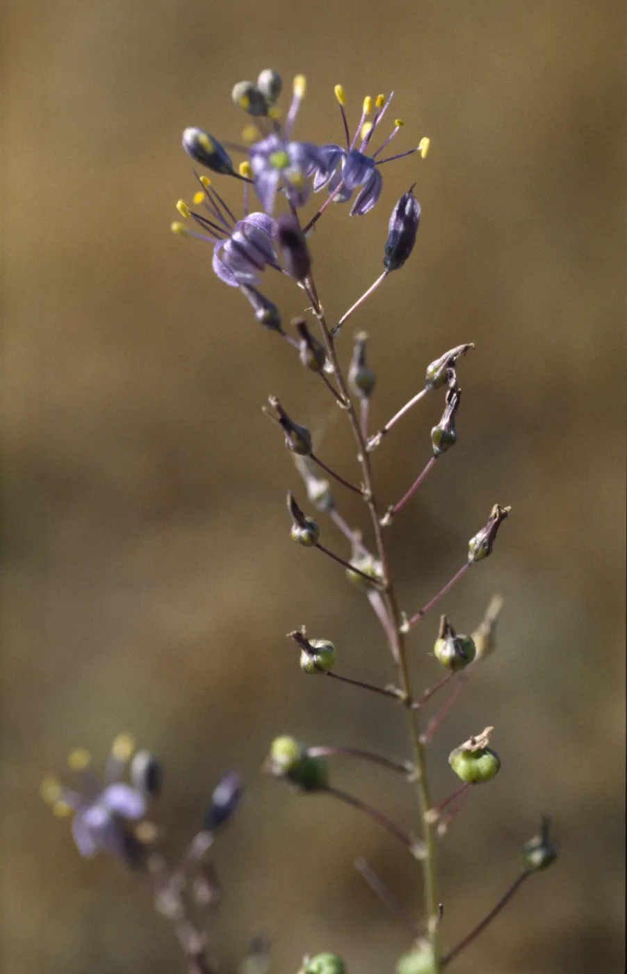 Chlorogalum purpureum