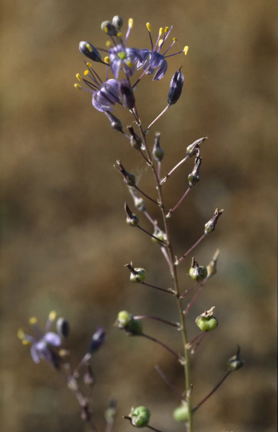 Chlorogalum purpureum