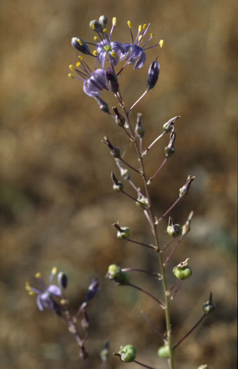 Chlorogalum purpureum var. purpureum