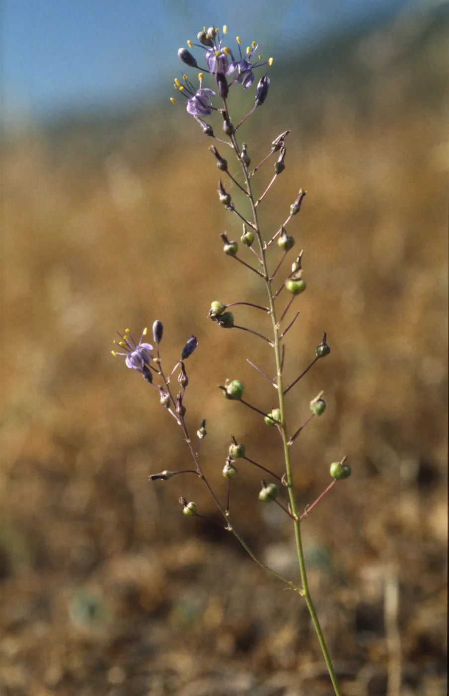 Chlorogalum purpureum