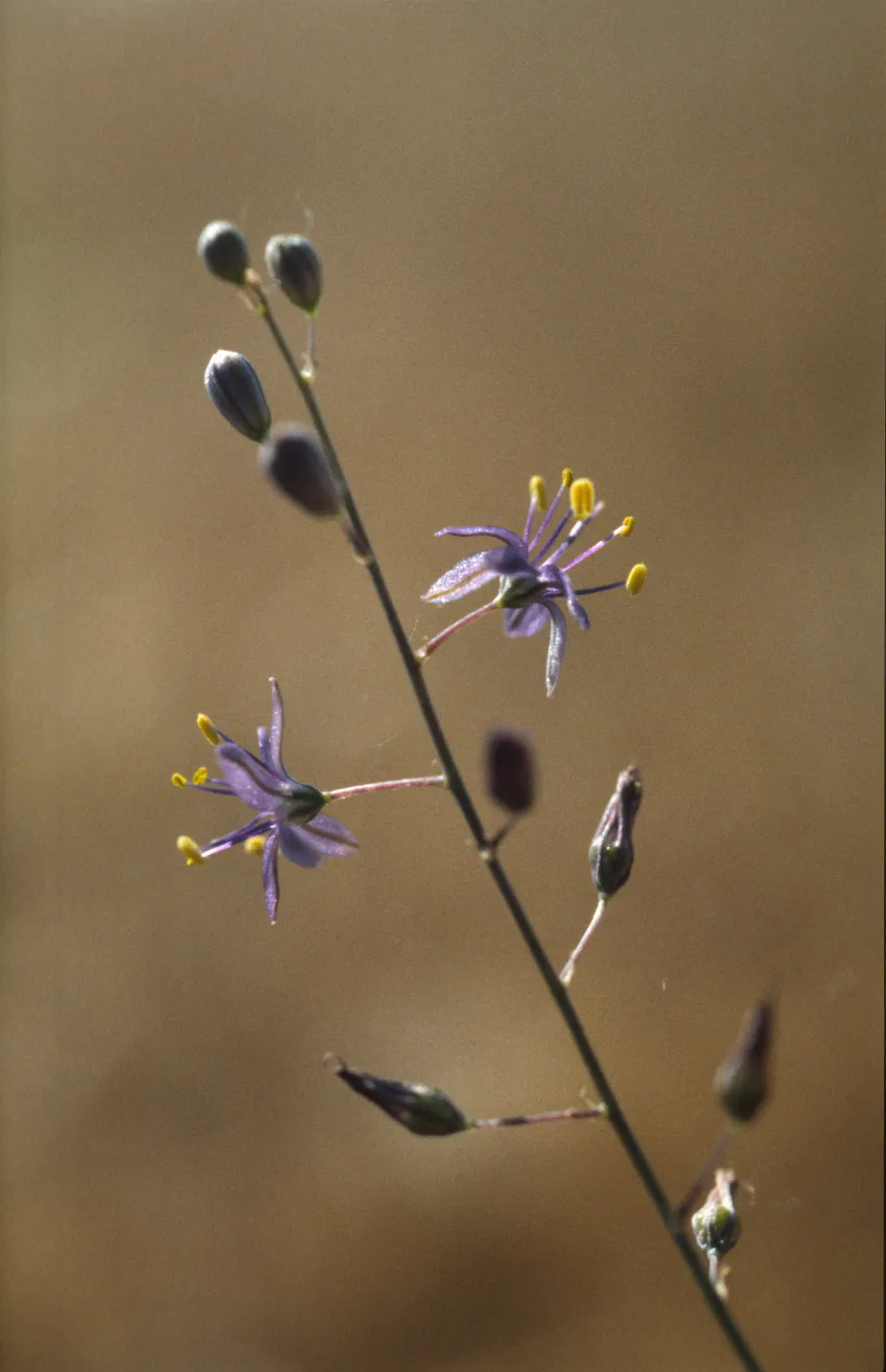 Chlorogalum purpureum