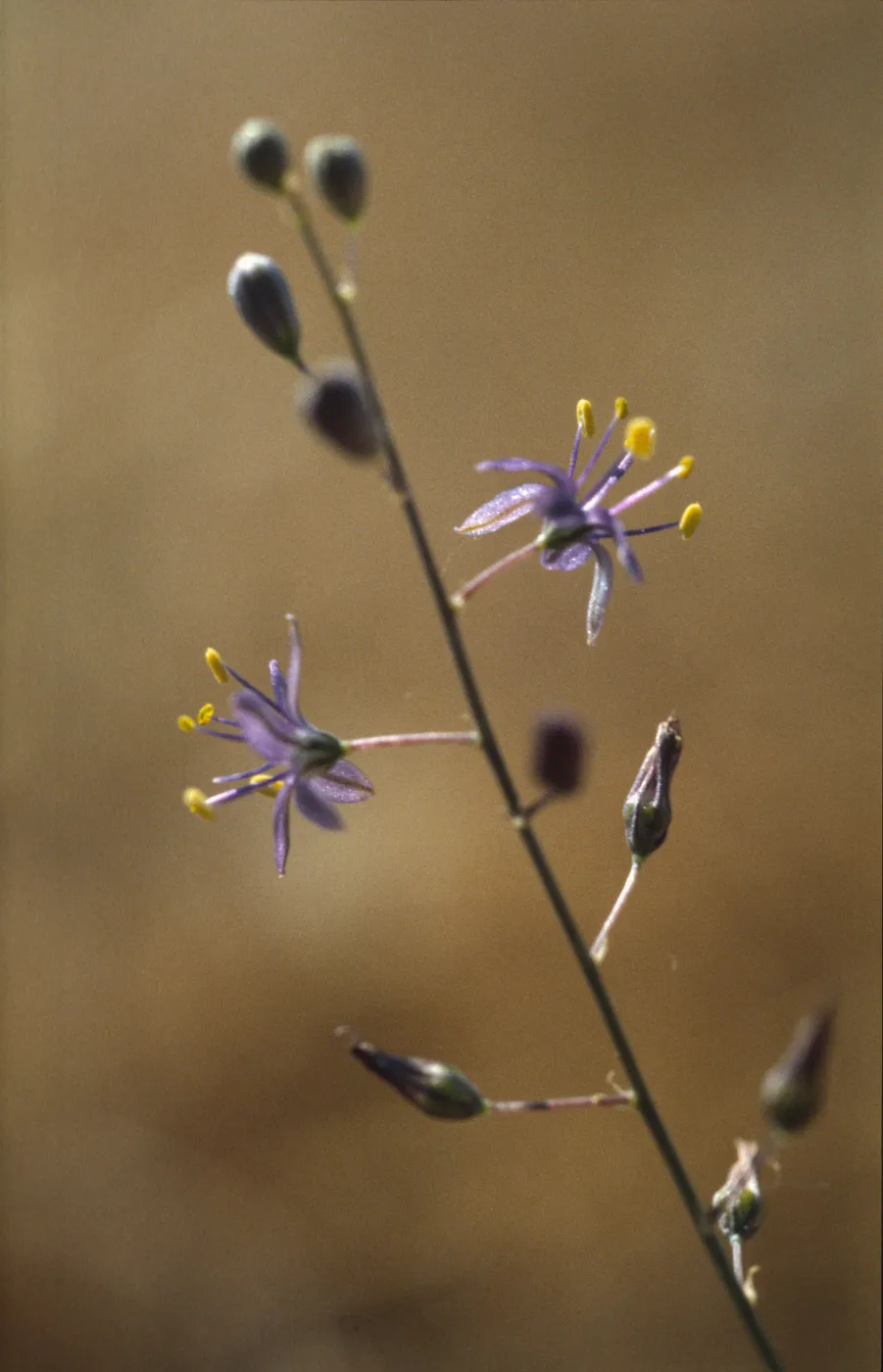 Chlorogalum purpureum