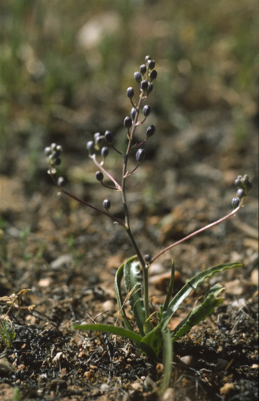 Chlorogalum purpureum var. reductum