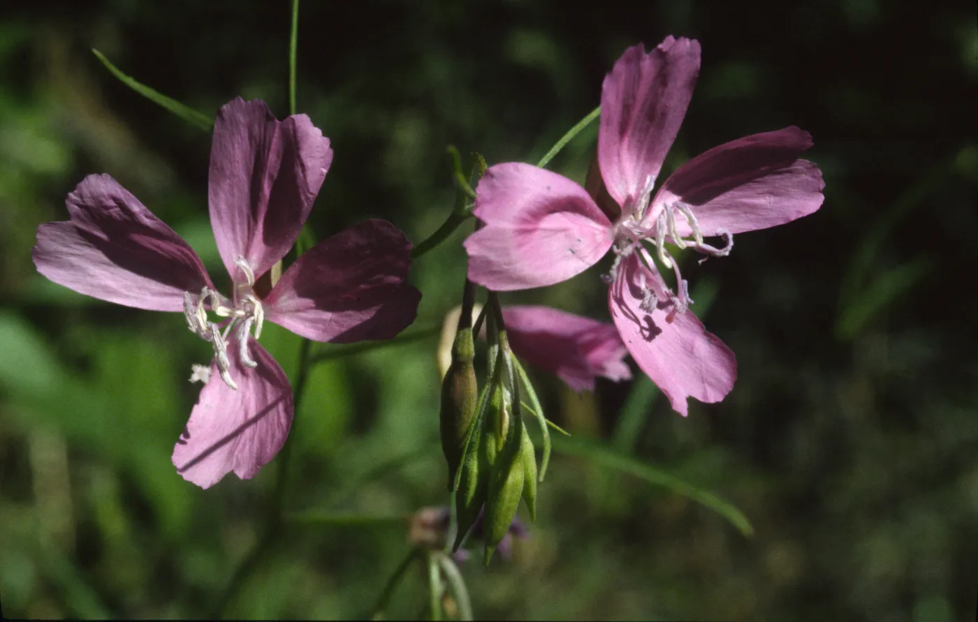 Clarkia biloba ssp. Brandegeeae