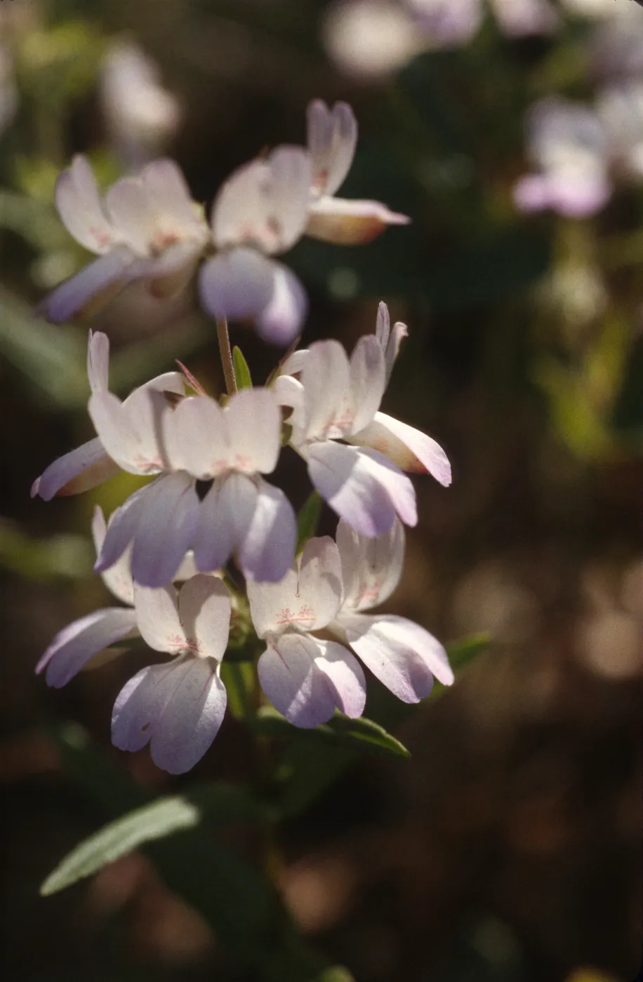 Collinsia heterophylla