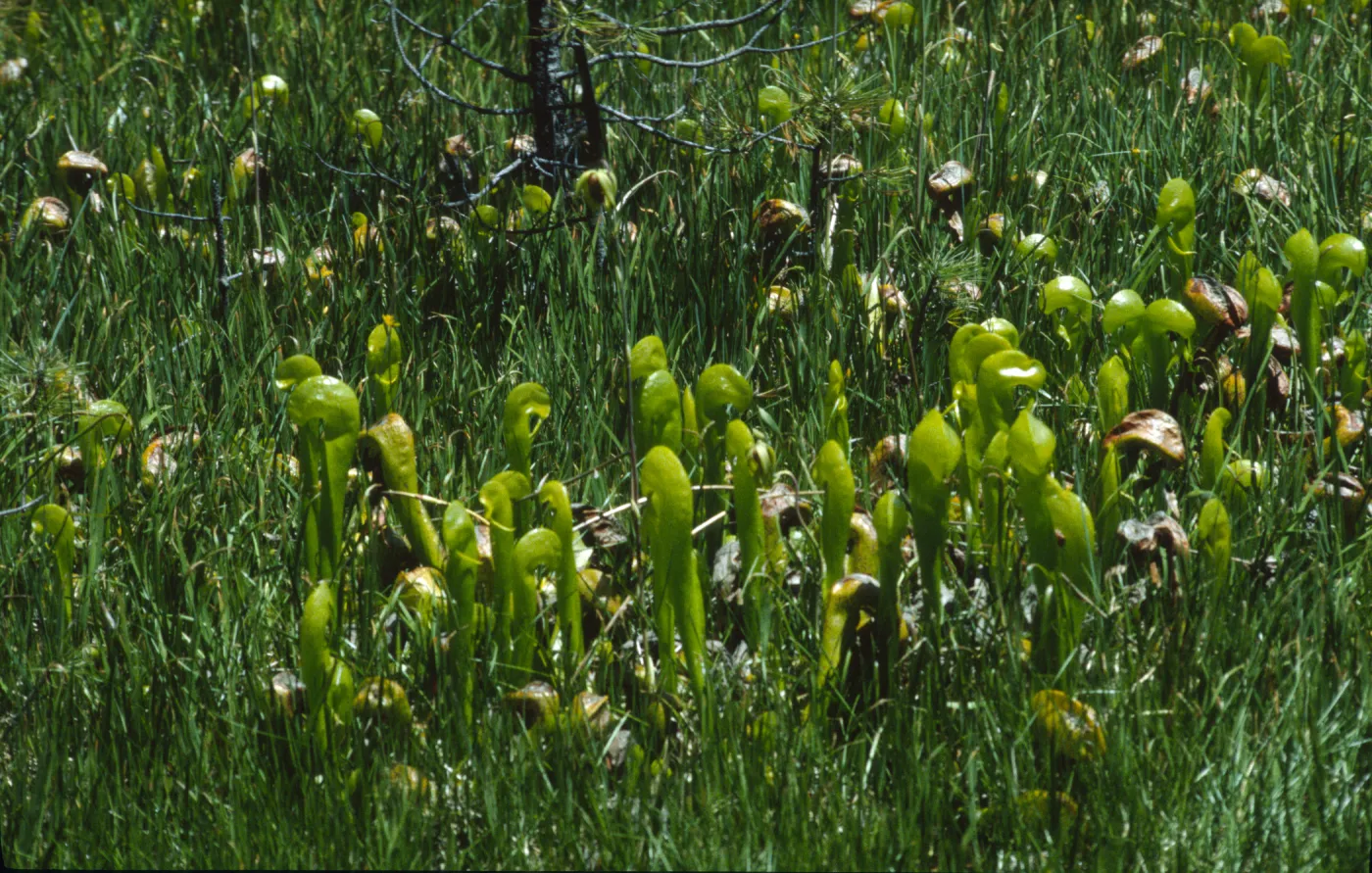 Darlingtonia