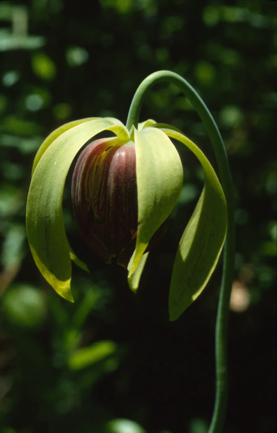 Darlingtonia