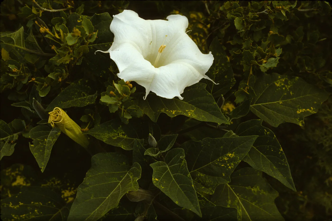 Datura stramonium