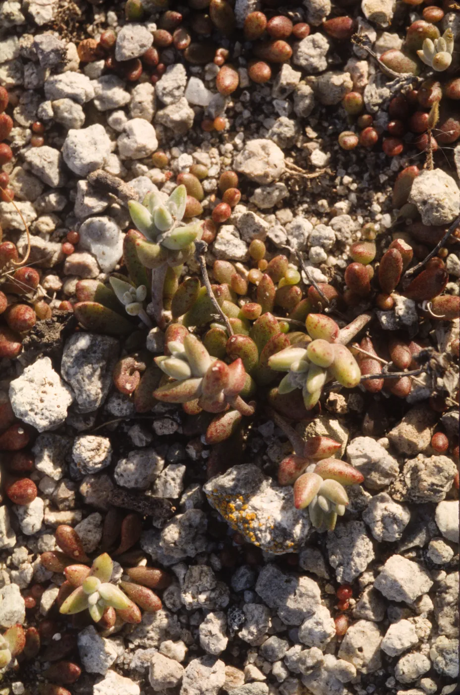 Dudleya blochmaniae ssp. insularis