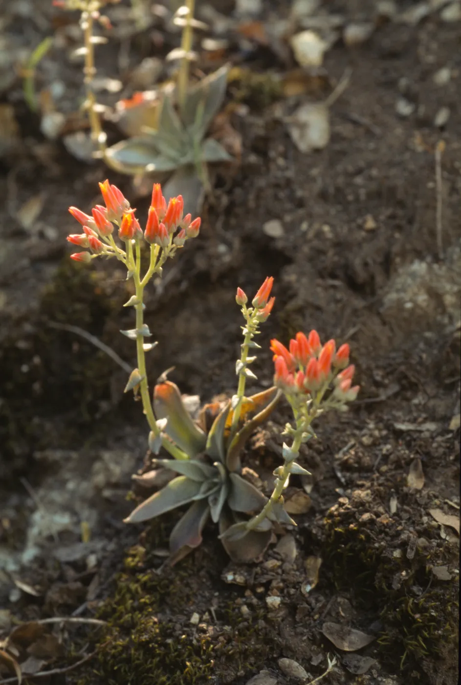 Dudleya cymosa ssp. pumila