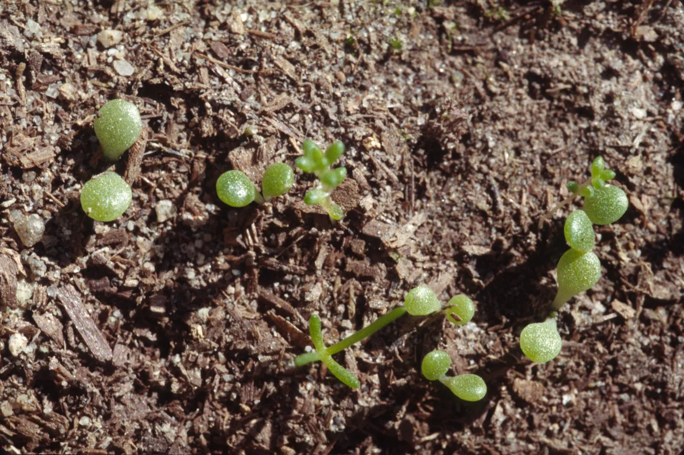 Dudleya nesiotica, seedlings