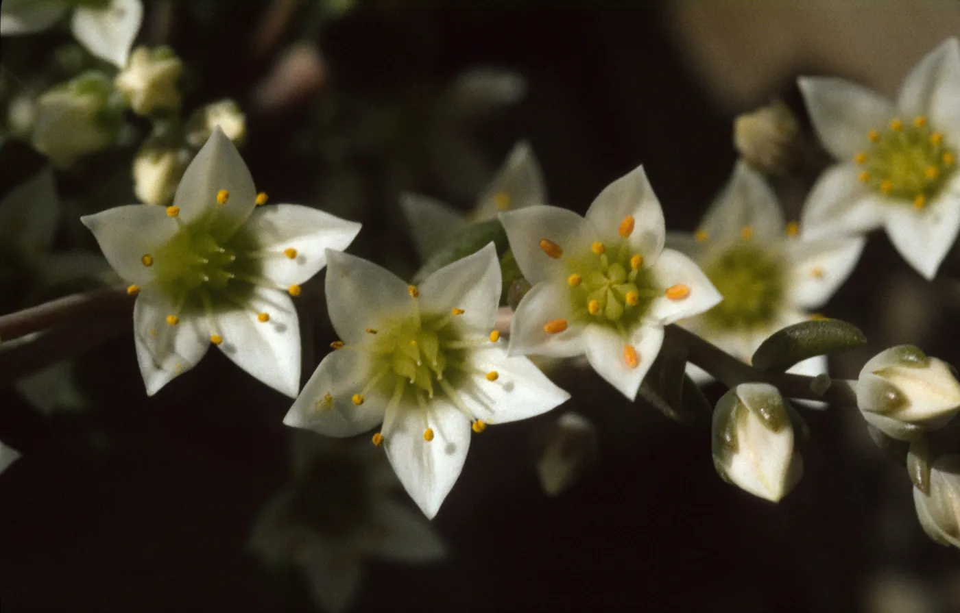 Dudleya nesiotica