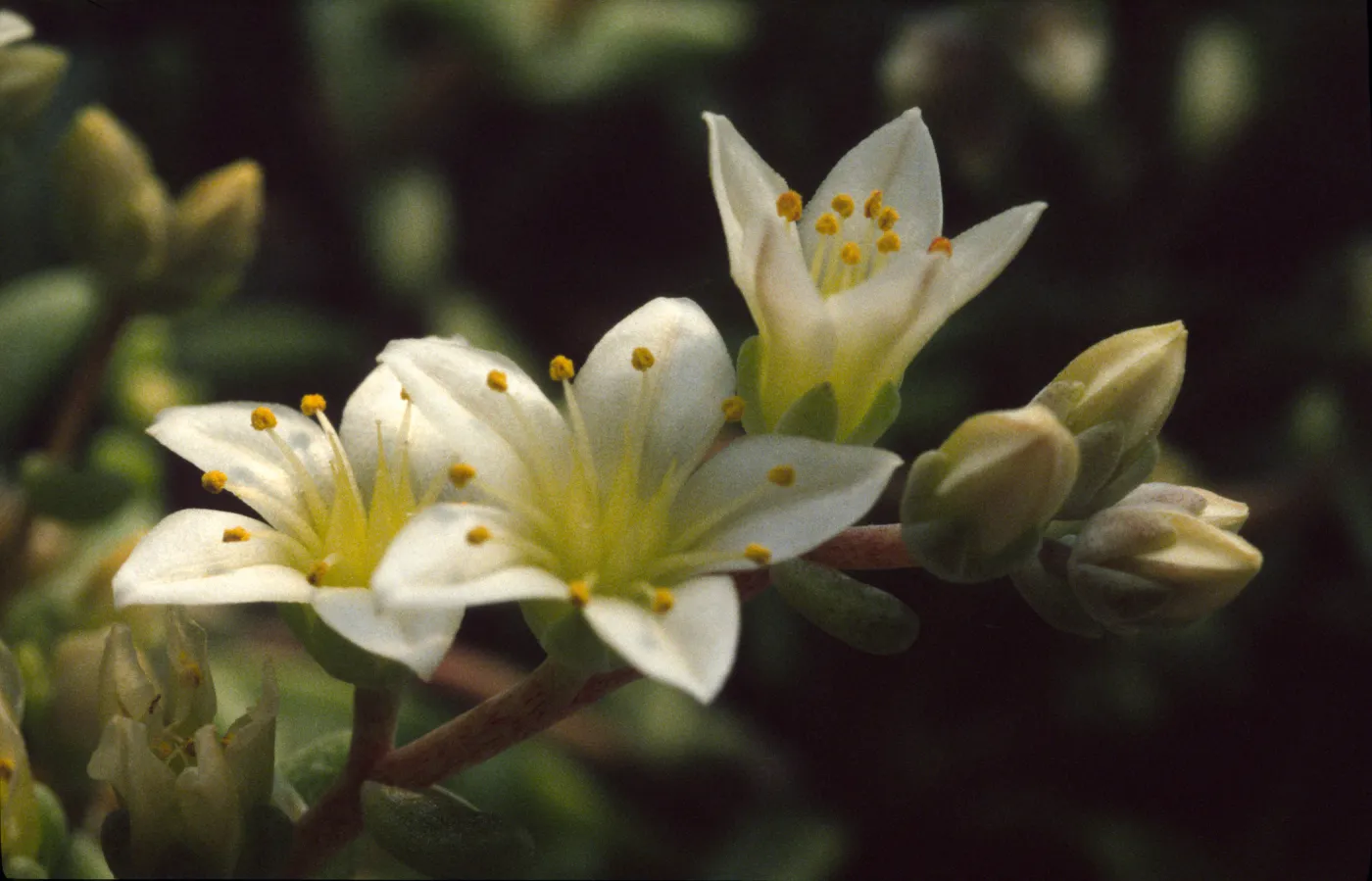 Dudleya nesiotica