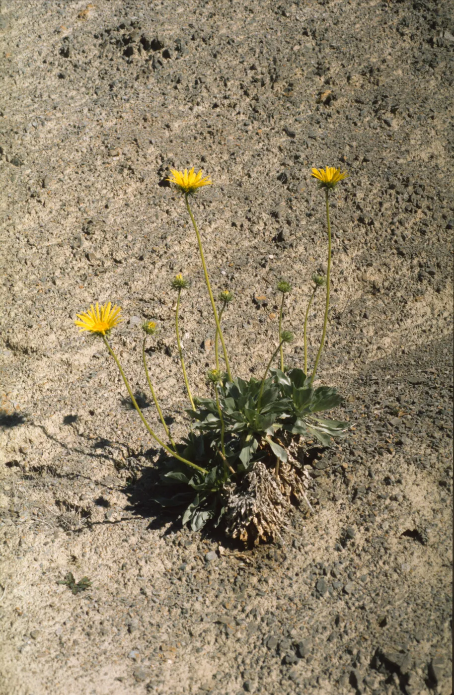 Enceliopsis argophylla