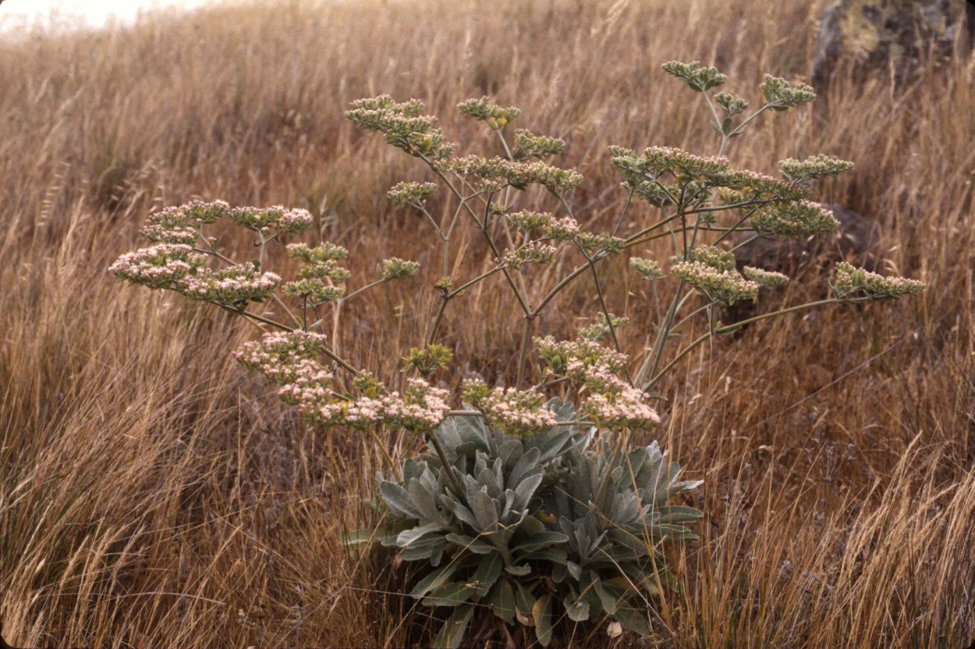 Eriogonum giganteum