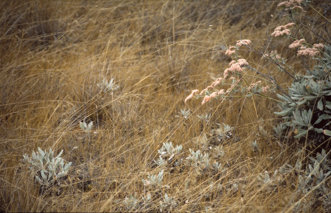 Eriogonum giganteum