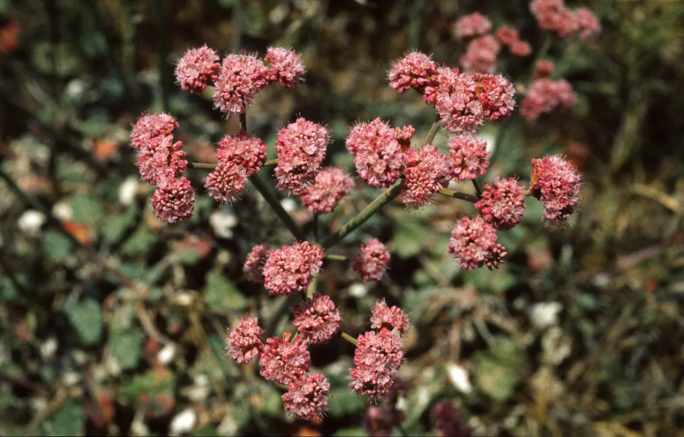 Eriogonum grande var. rubescens
