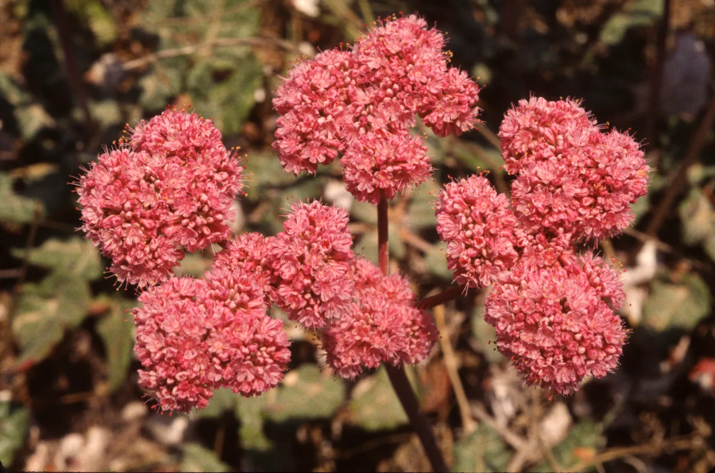 Eriogonum grande var. rubescens