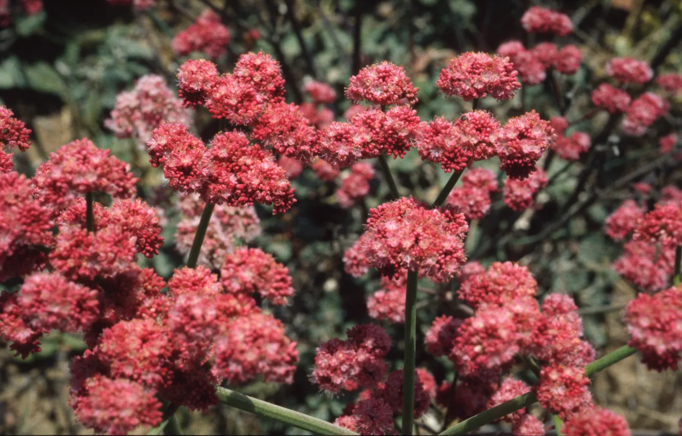 Eriogonum rubescens