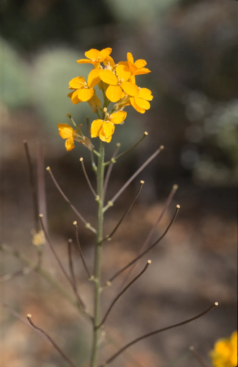 Erysimum capitatum