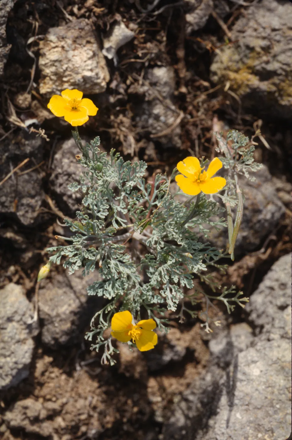 Eschscholzia ramosa