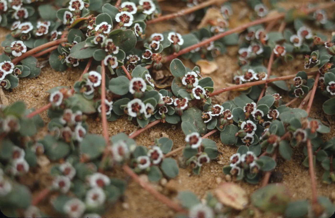 Euphorbia polycarpa