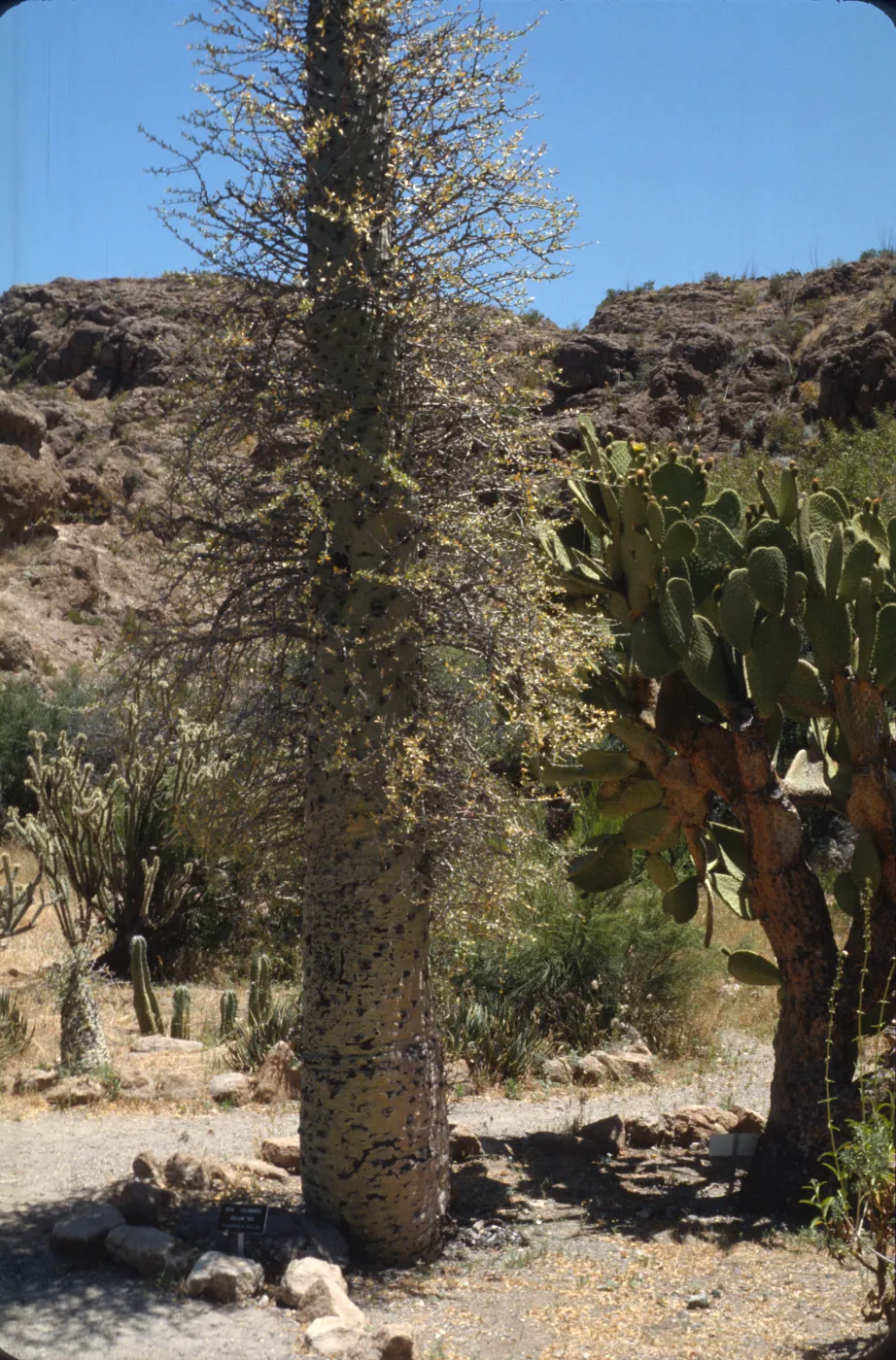 Fouquieria columnaris