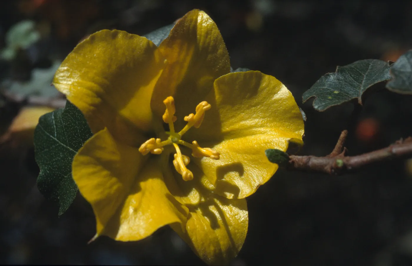 Fremontodendron californicum
