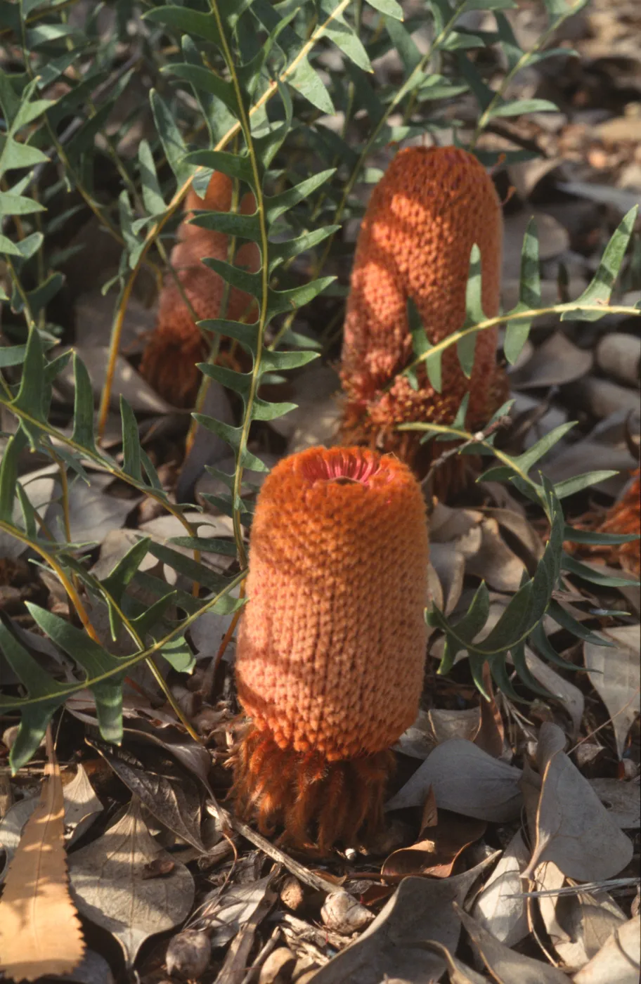 Banksia