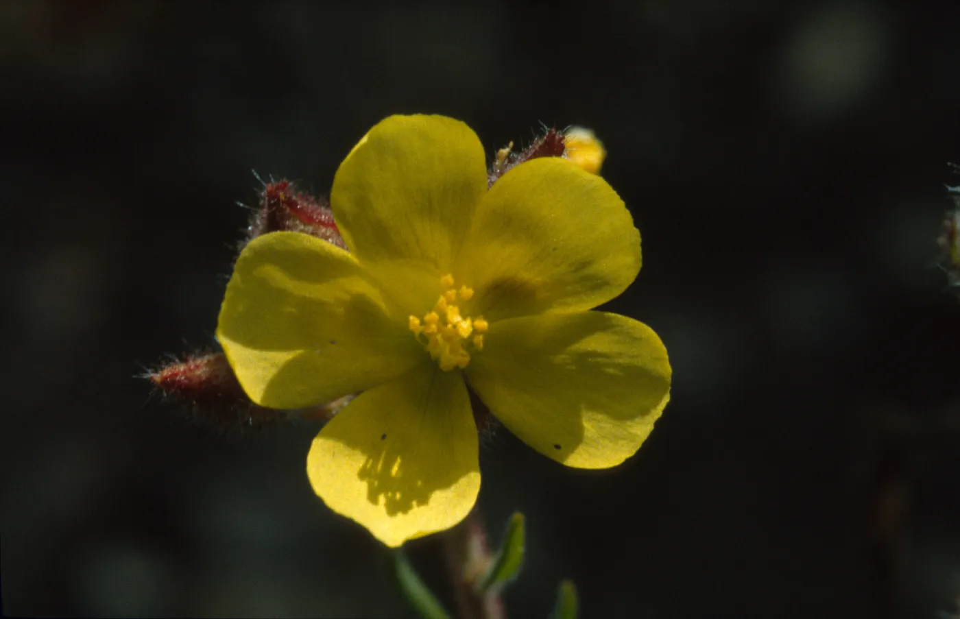 Helianthemum greenei
