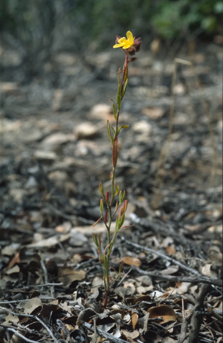 Helianthemum greenei