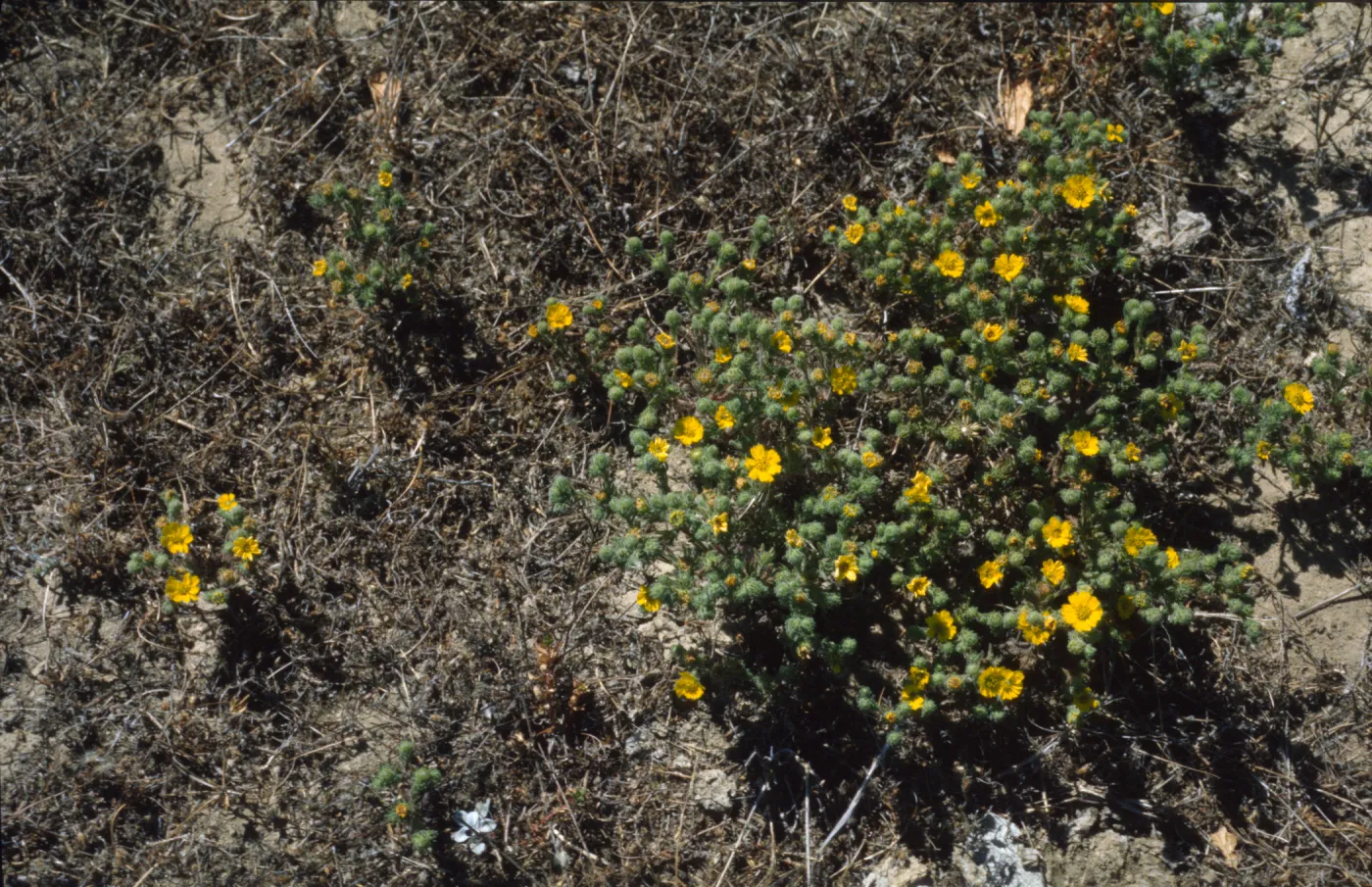 Hemizonia increscens ssp. villosa